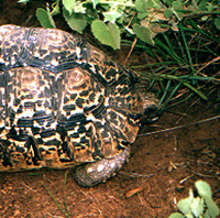 Tortoise