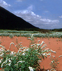 Heliotropium flowers