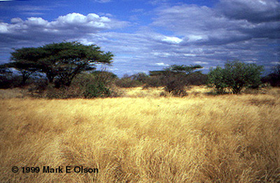 Dry tropical habitat