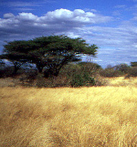 Dry tropical habitat