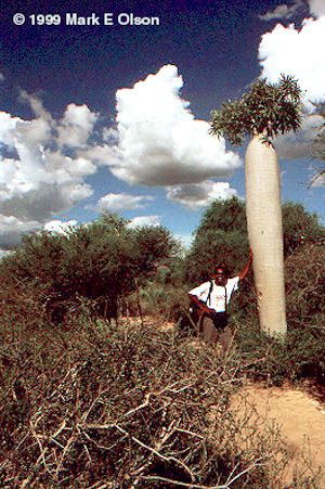 Pachypodium geayi