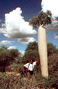 Pachypodium geayi