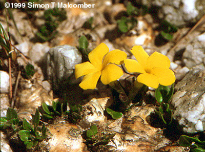 Pachypodium brevicaule