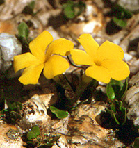 Pachypodium brevicaule