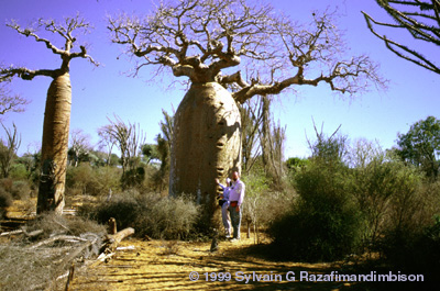 Adansonia rubrostipa