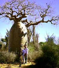 Adansonia rubrostipa