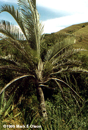 Neodypsis decaryi palm