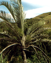 Neodypsis decaryi palm