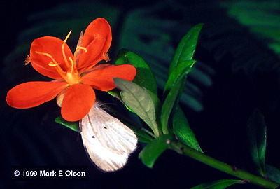 Erblichia flower