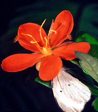 Erblichia flower