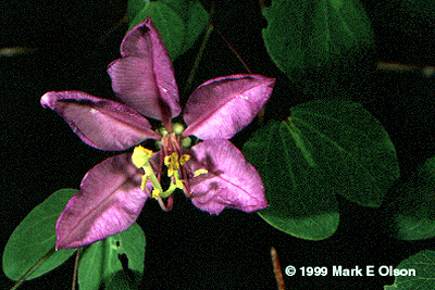 Flowering Butterfly Tree