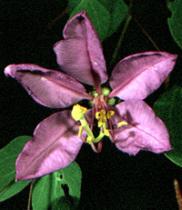 Flowering Butterfly Tree