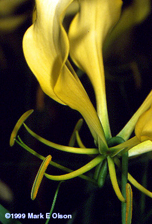 Gloriosa sp.