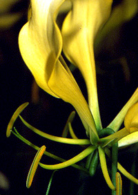 Gloriosa sp.