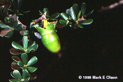 Diospyros sp.