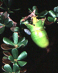 Diospyros sp.