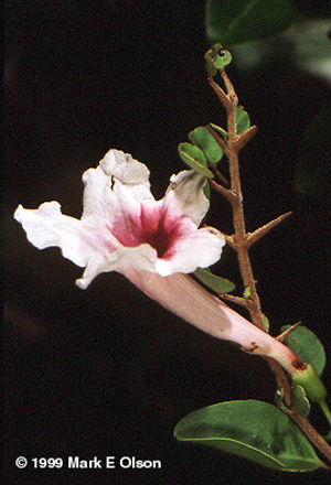 Phylloctenium flower