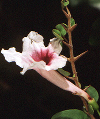 Phylloctenium flower
