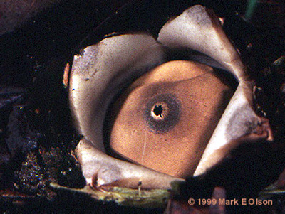 Earthstar fungus