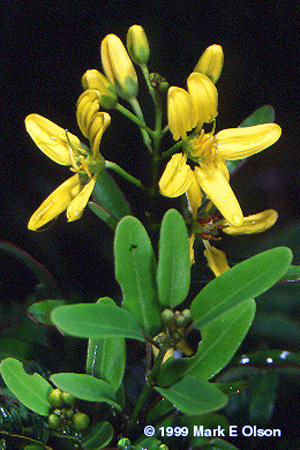 Malpighiaceae flower