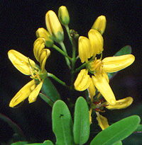 Malpighiaceae flower