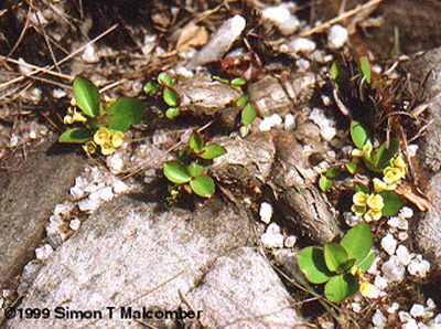 Euphorbia sp.