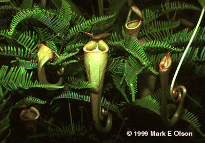 Carnivorous pitcher plants