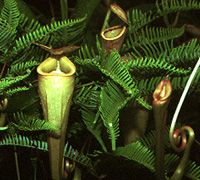 Carnivorous pitcher plants