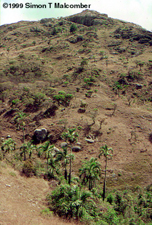 Dypsis decipiens