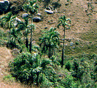 Dypsis decipiens