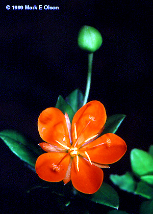 Erblichia flower