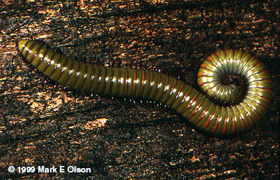 Millipede