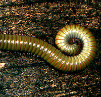 Millipede