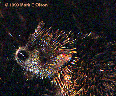 Tenrec