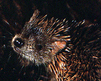 Tenrec