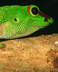 Gecko