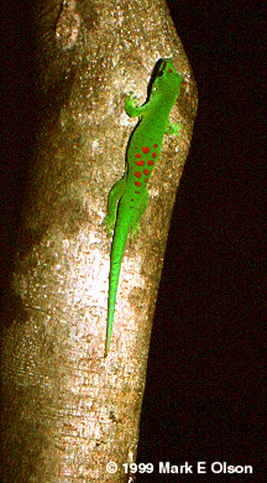 Gecko