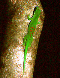 Gecko