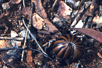 Millipede