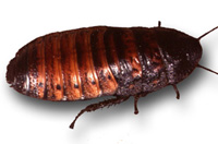 Cockroach