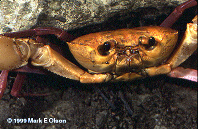 Terrestrial crab