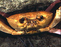 Terrestrial crab
