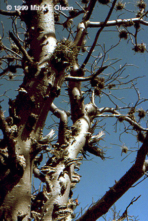 Cuachalal Tree