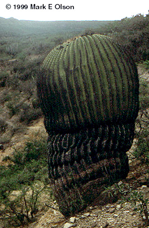 Giant Barrel Cactus