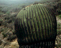 Giant Barrel Cactus