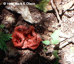 Clathrus fungus