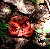 Clathrus fungus