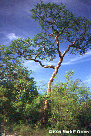 Bursera tree