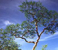 Bursera tree