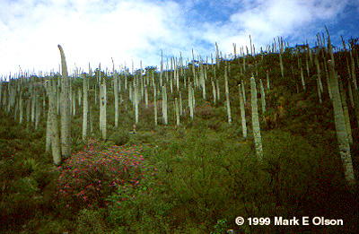 Cephalocereus columna-trajani